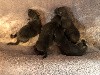  -  4 bébés noirs nés a l'élevage 
