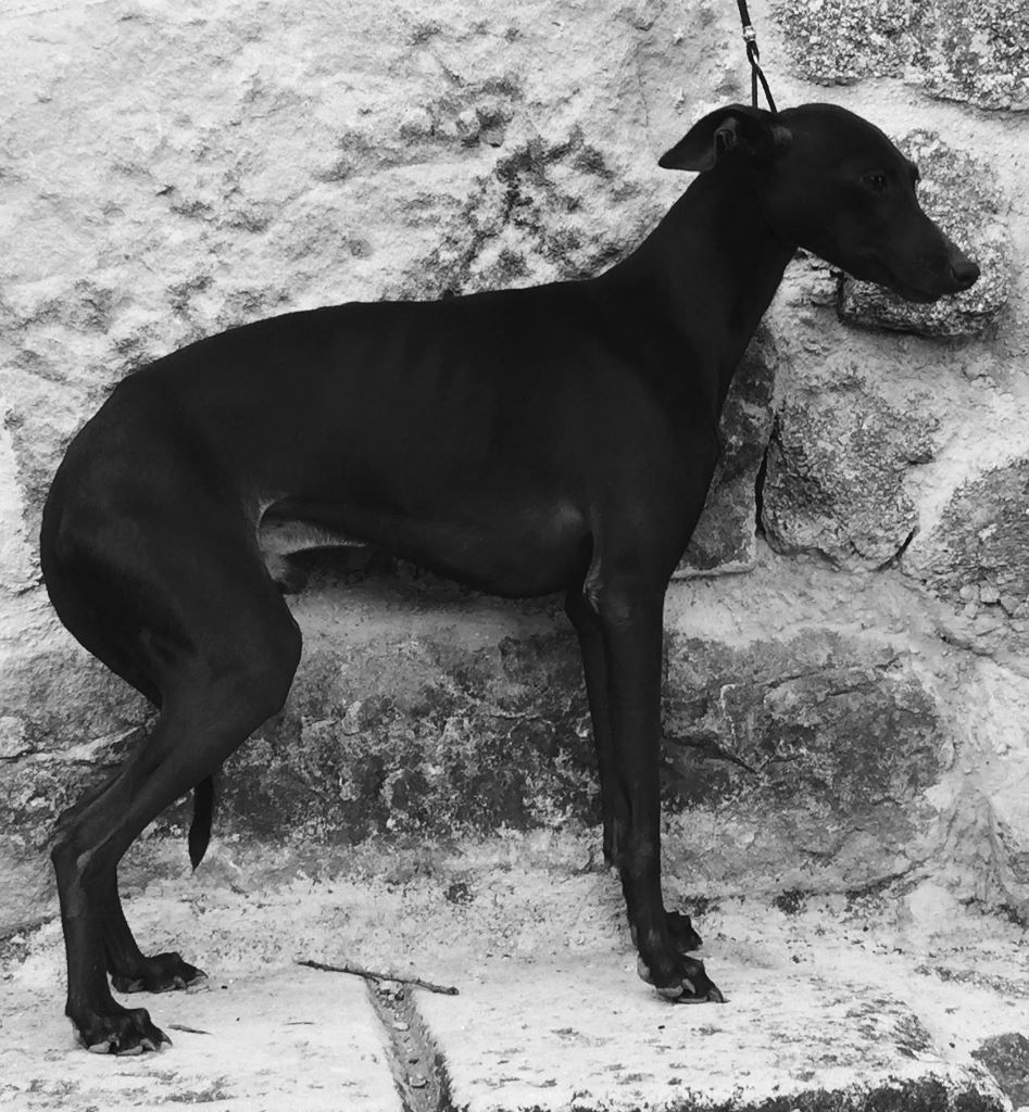 des pierres de jade - National Dog Show Brives Charensac 