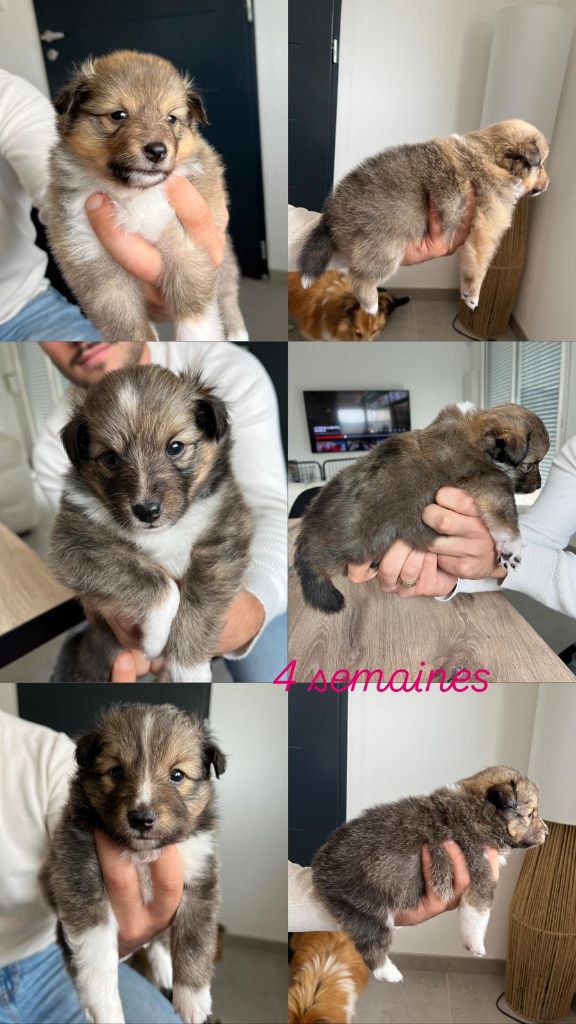 des pierres de jade - Chiot disponible  - Shetland Sheepdog