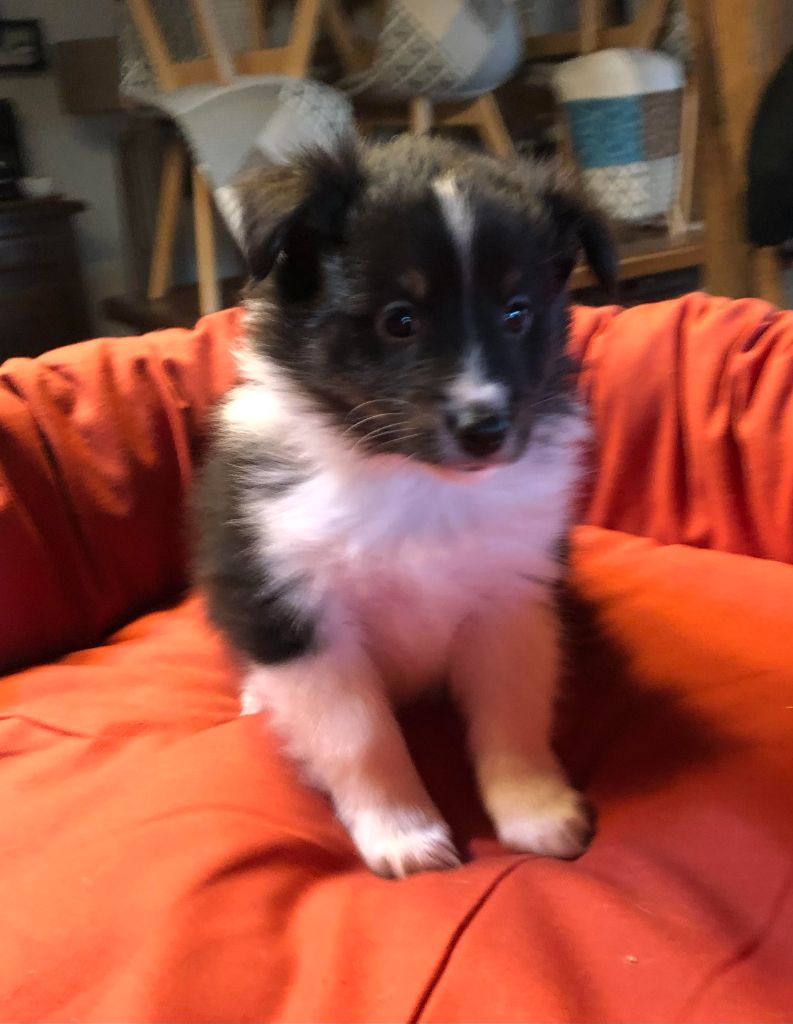 des pierres de jade - Chiot disponible  - Shetland Sheepdog