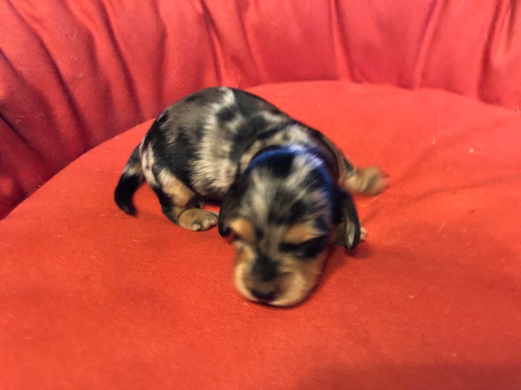 des pierres de jade - Chiot disponible  - Teckel poil long