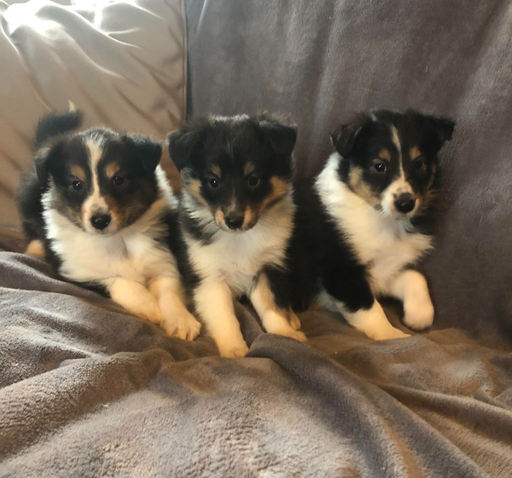 des pierres de jade - Chiot disponible  - Shetland Sheepdog