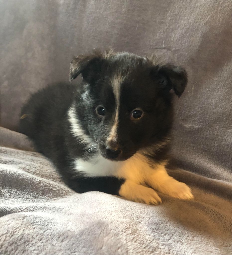 des pierres de jade - Chiot disponible  - Shetland Sheepdog