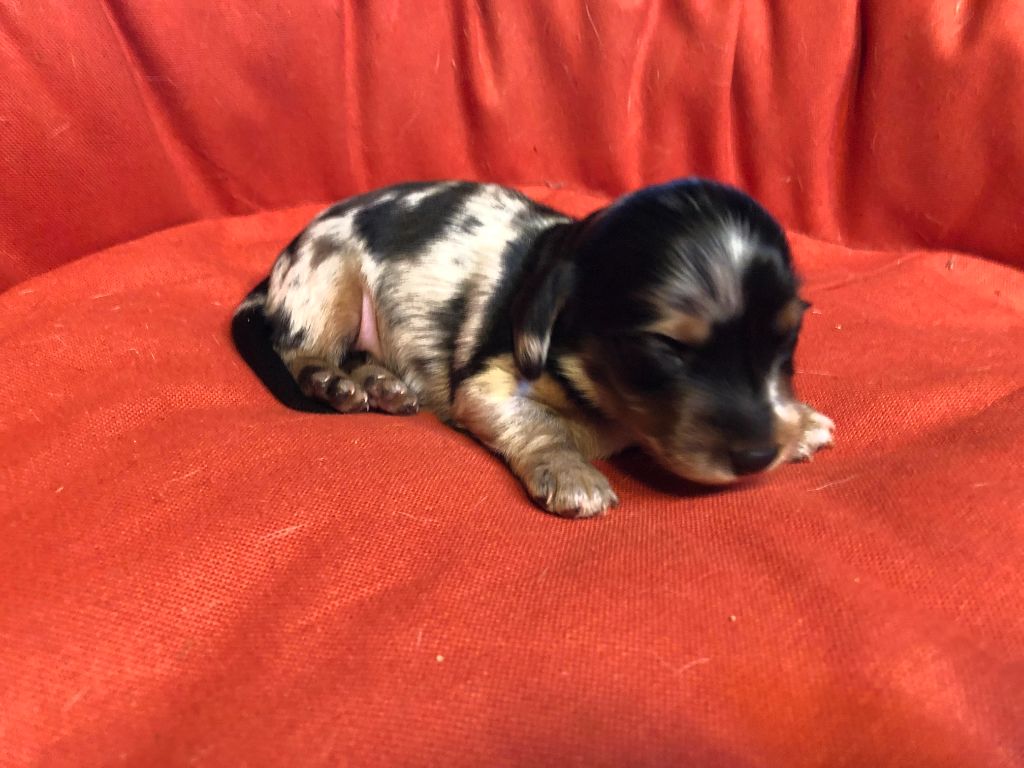 des pierres de jade - Chiot disponible  - Teckel poil long