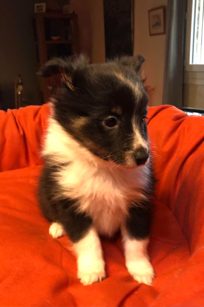 des pierres de jade - Chiot disponible  - Shetland Sheepdog