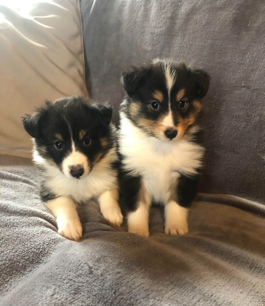 des pierres de jade - Chiot disponible  - Shetland Sheepdog