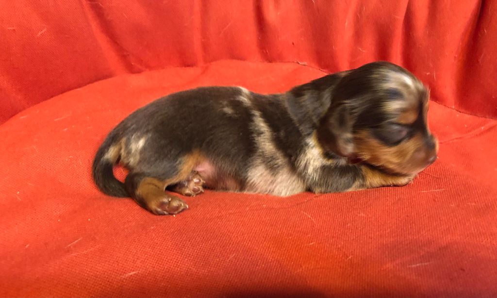 des pierres de jade - Chiot disponible  - Teckel poil long