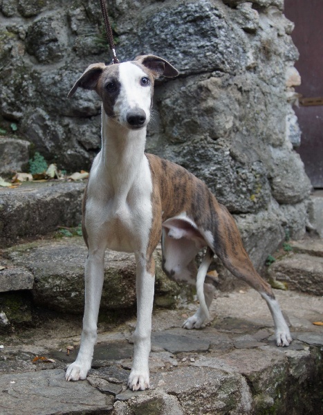 Flash gordon Du manoir de la grenouillère