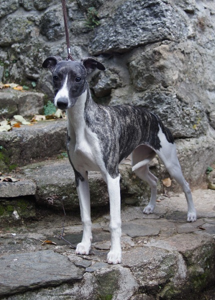 Forbidden love dite féline de l'orlyne de Standerling