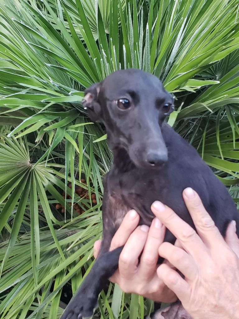 Une belle histoire des pierres de jade