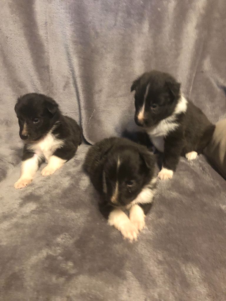 des pierres de jade - Chiots disponibles - Shetland Sheepdog