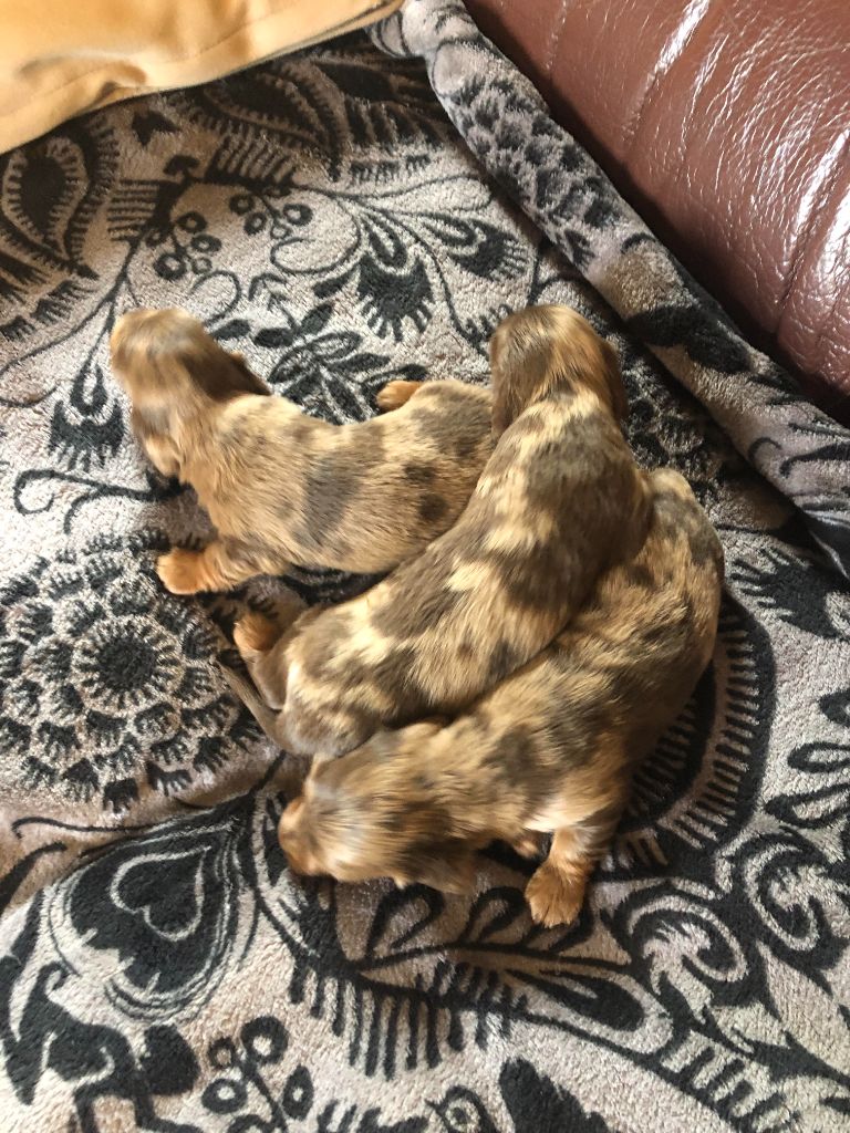 des pierres de jade - Chiots disponibles - Teckel poil long
