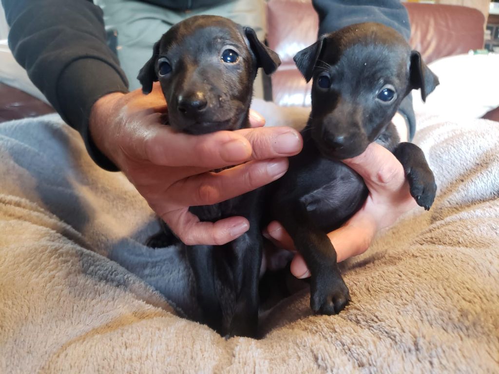 des pierres de jade - Chiots disponibles - Petit Levrier Italien