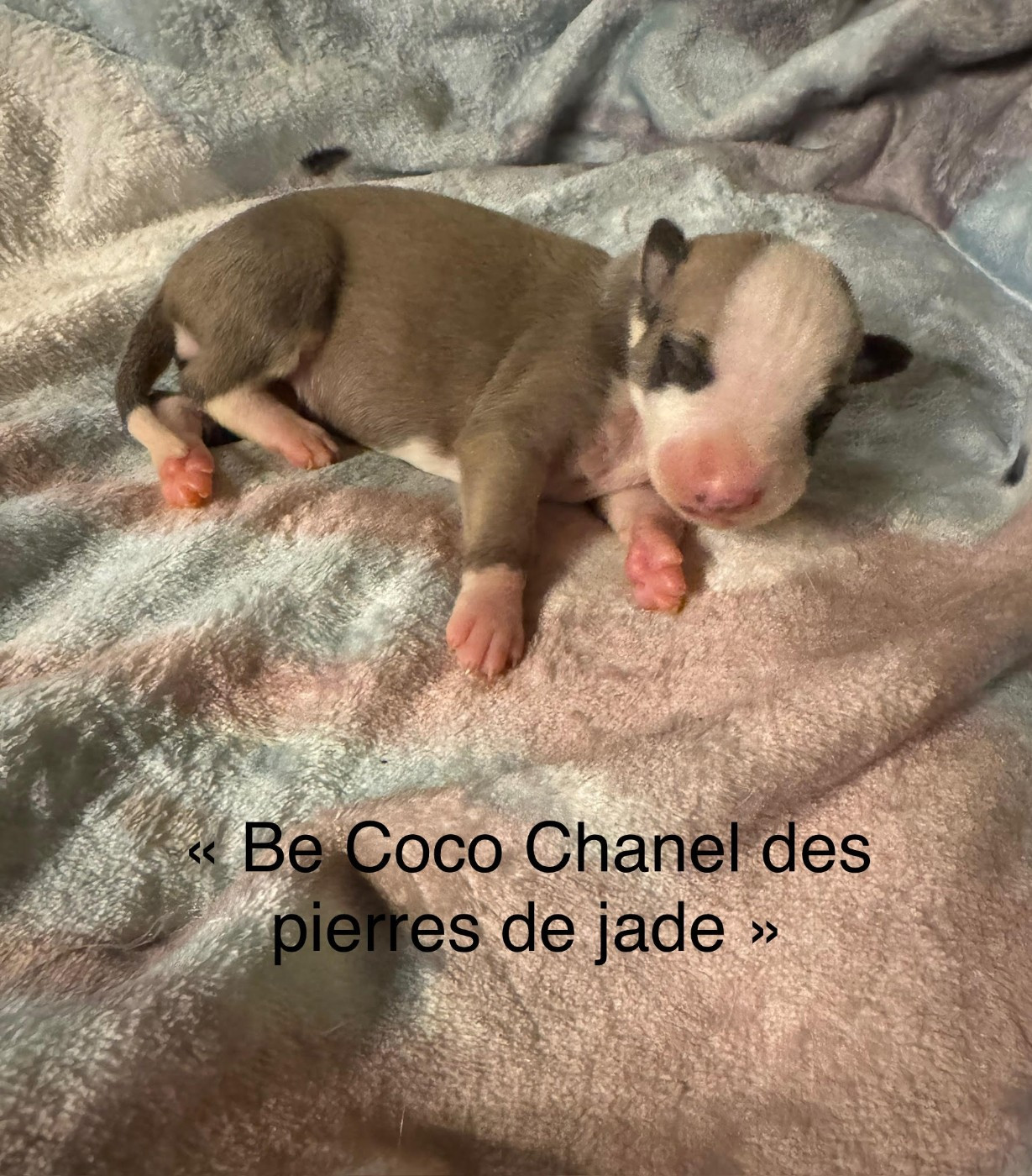 des pierres de jade - Chiots disponibles - Whippet