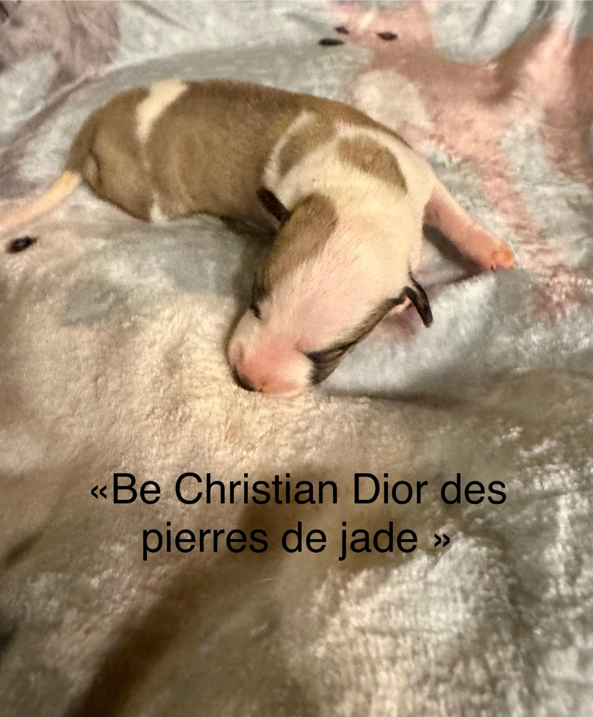 des pierres de jade - Chiots disponibles - Whippet