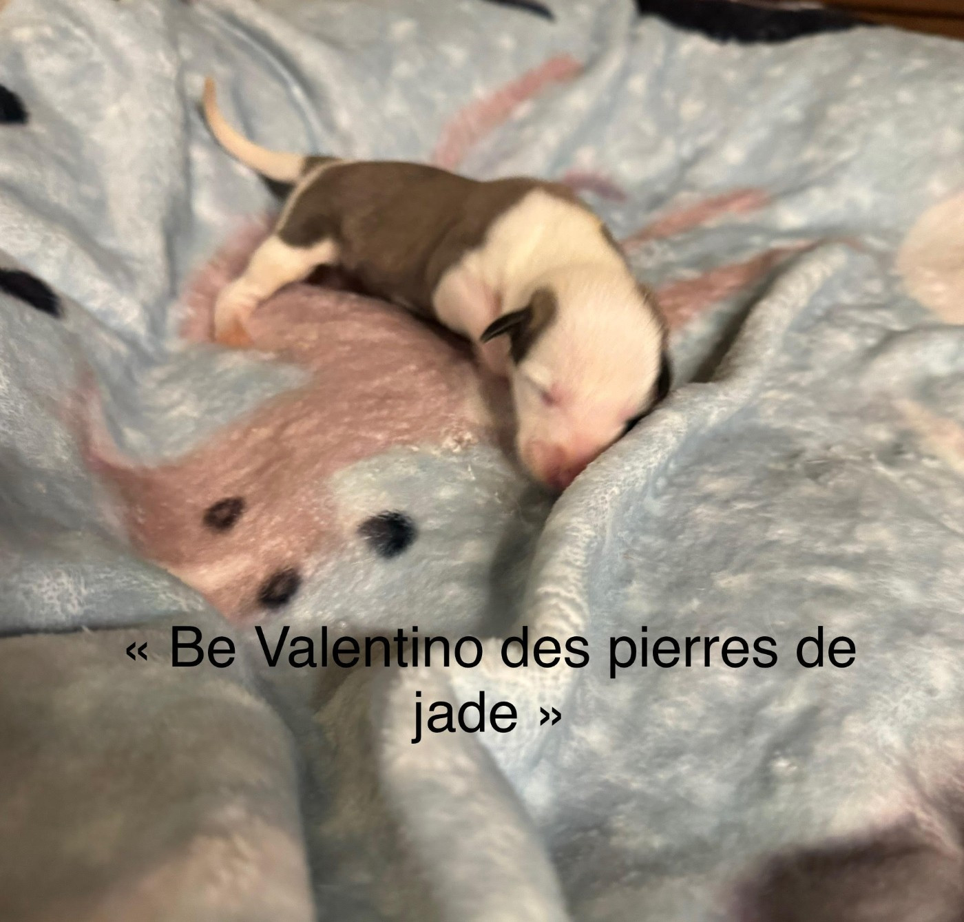 des pierres de jade - Chiots disponibles - Whippet