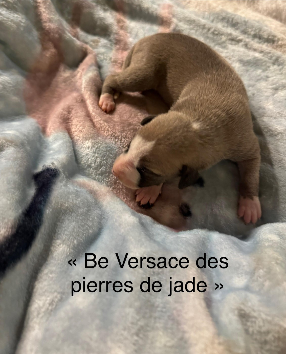 des pierres de jade - Chiots disponibles - Whippet