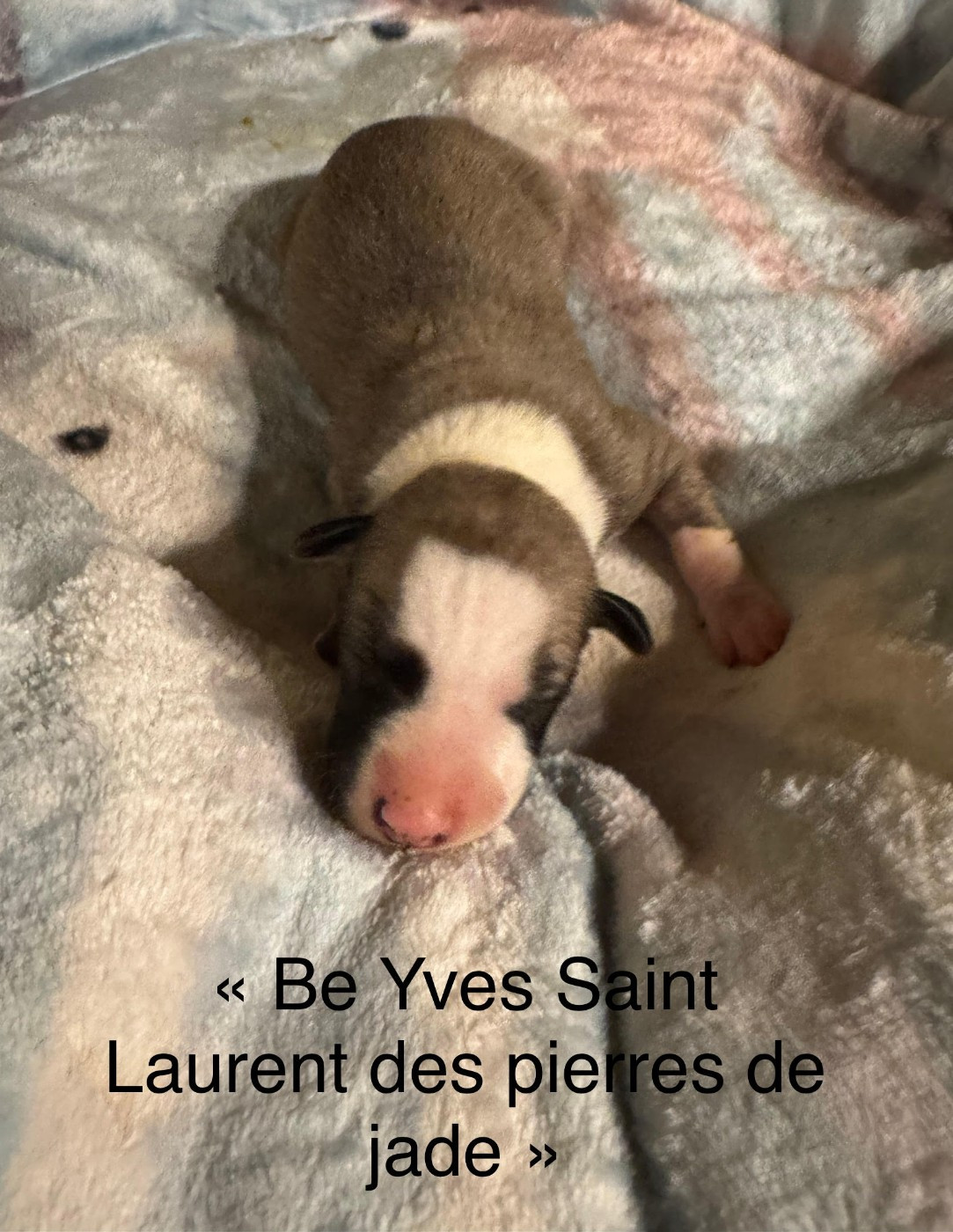 des pierres de jade - Chiots disponibles - Whippet