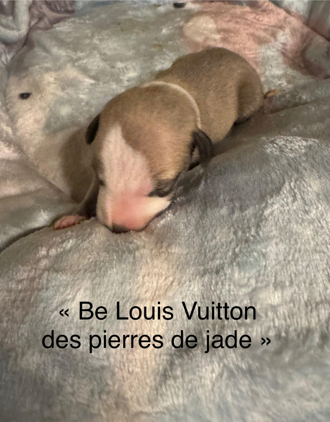 des pierres de jade - Chiots disponibles - Whippet