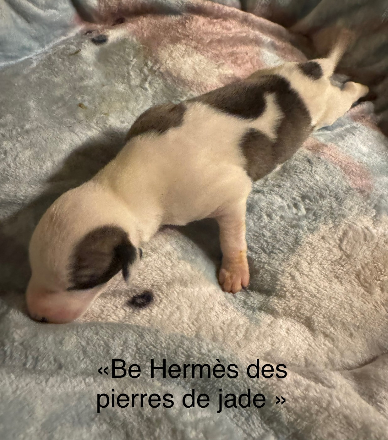 des pierres de jade - Chiots disponibles - Whippet