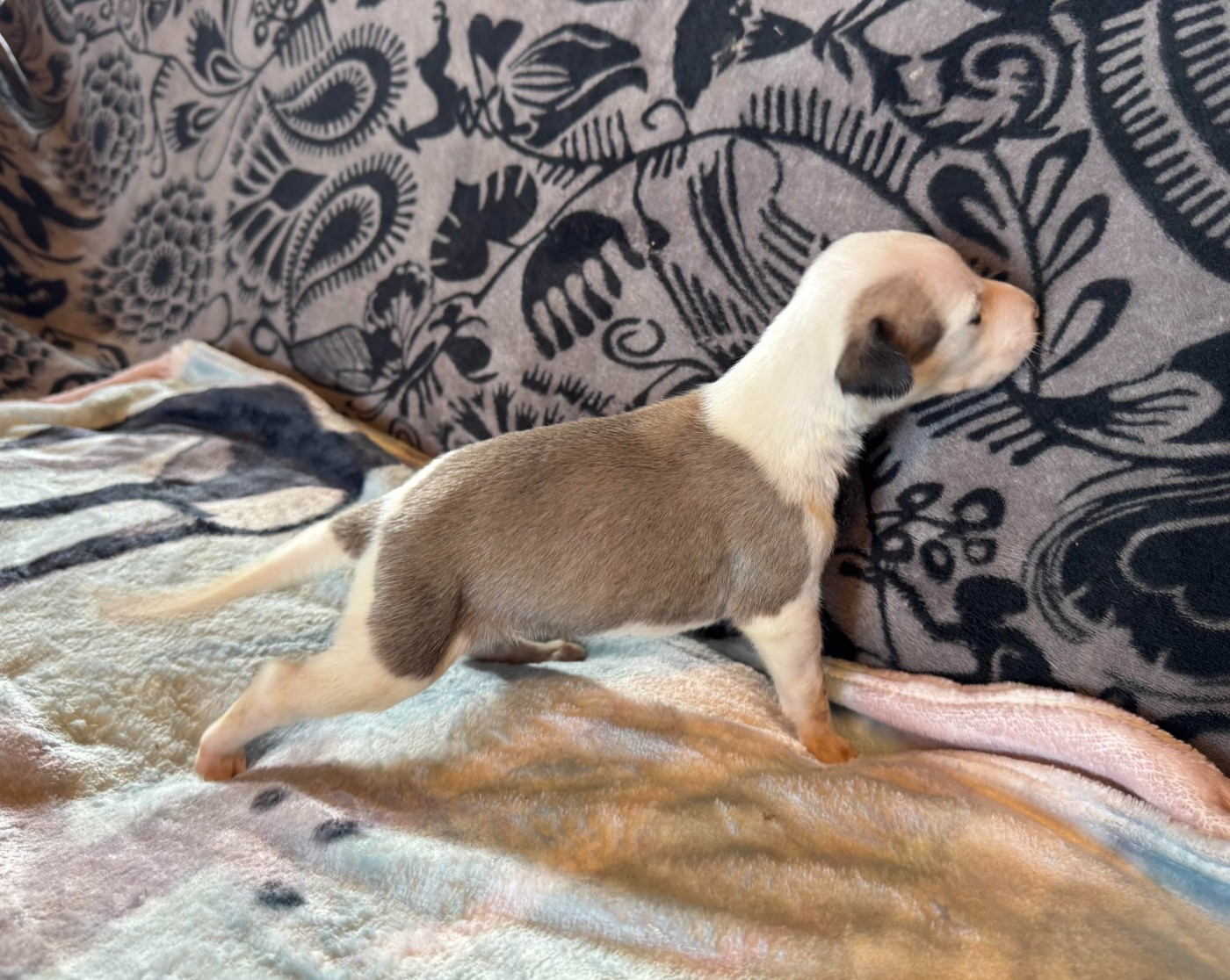 des pierres de jade - Chiots disponibles - Whippet