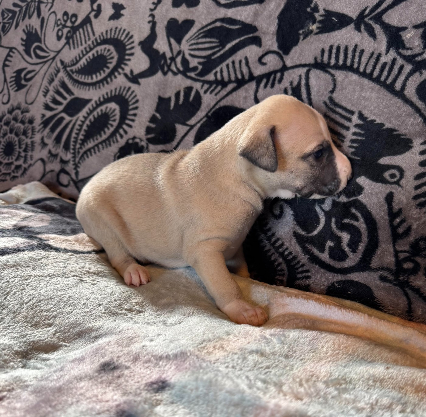 des pierres de jade - Chiots disponibles - Whippet