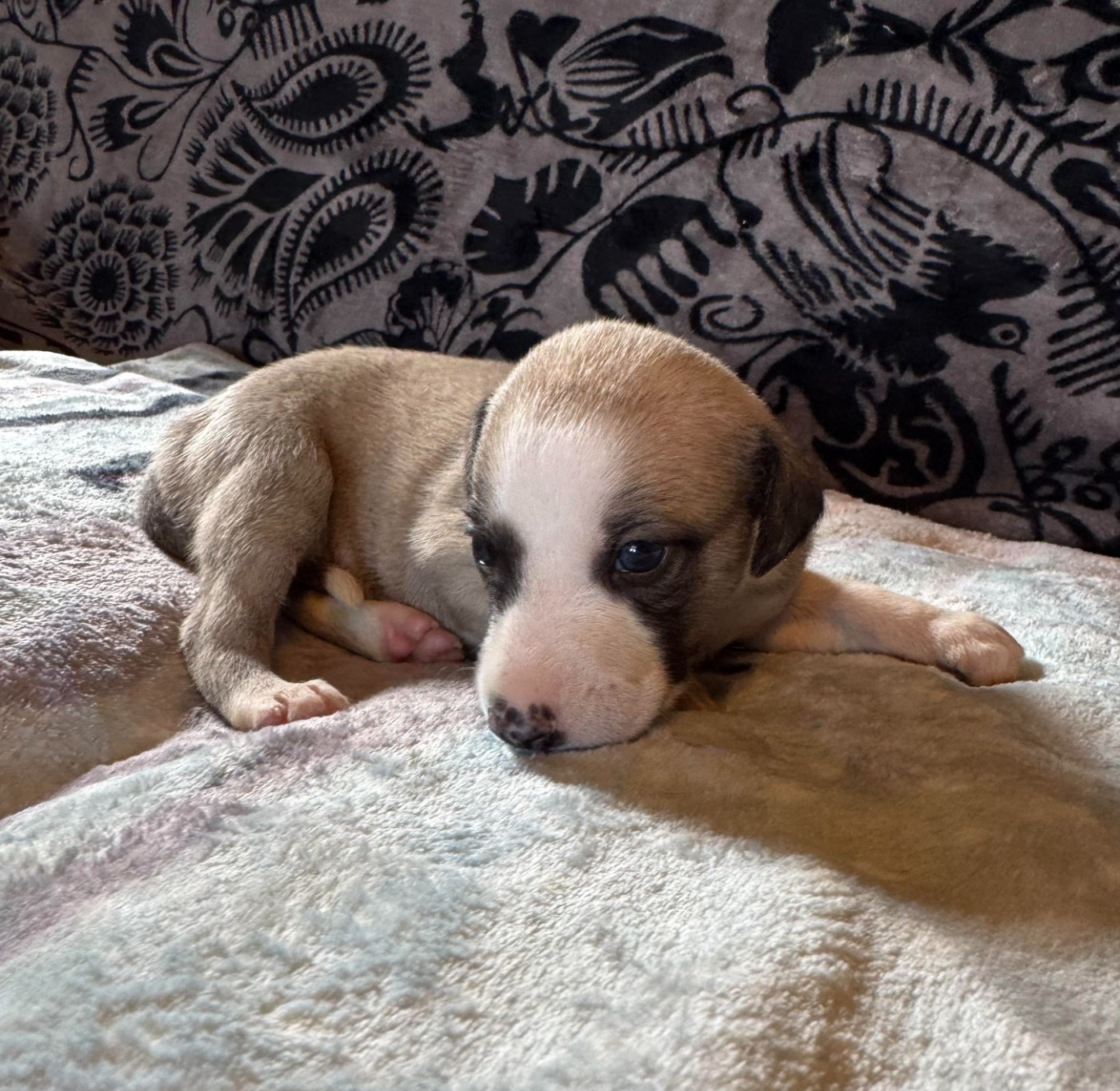des pierres de jade - Chiots disponibles - Whippet