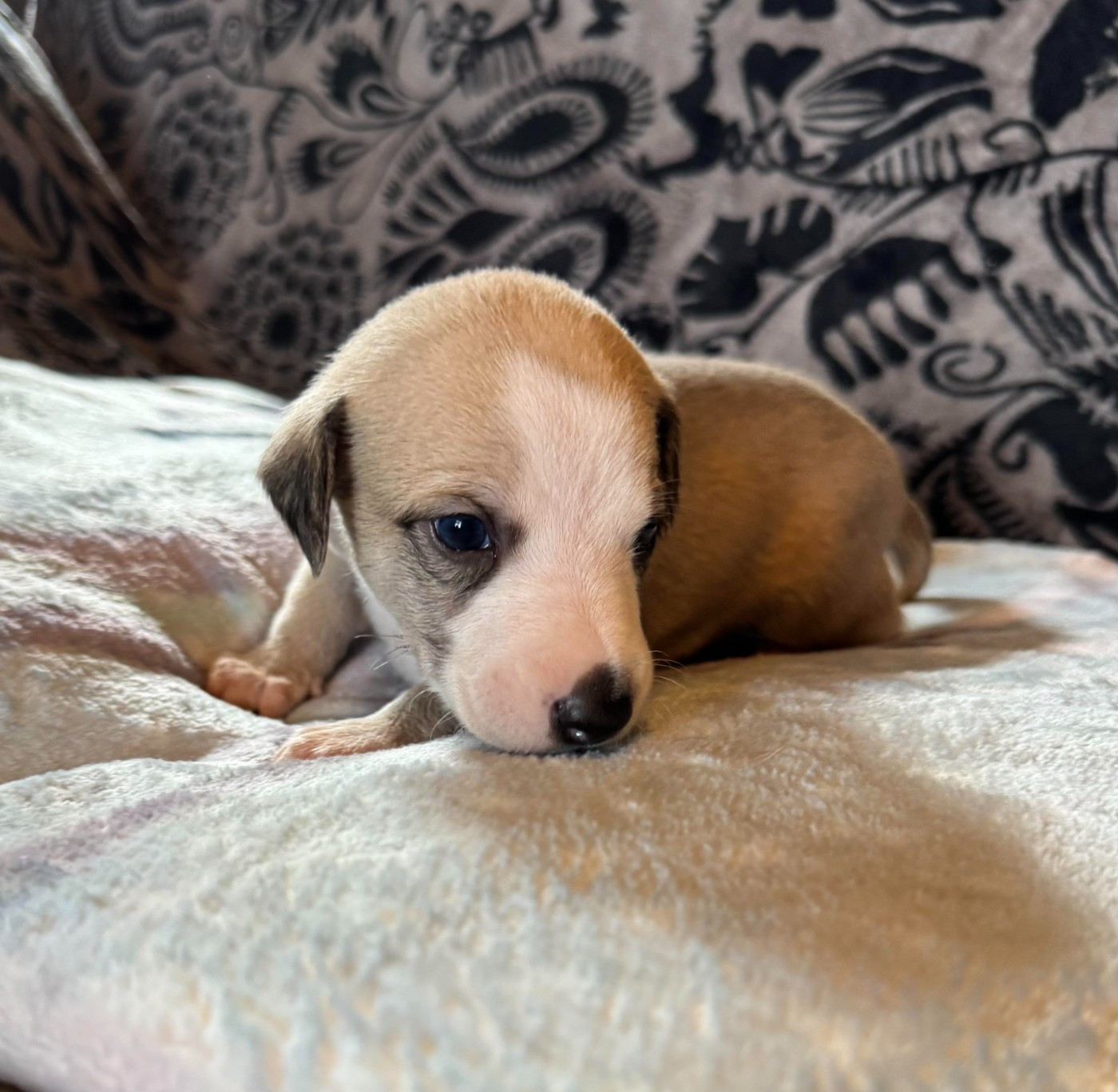 des pierres de jade - Chiots disponibles - Whippet