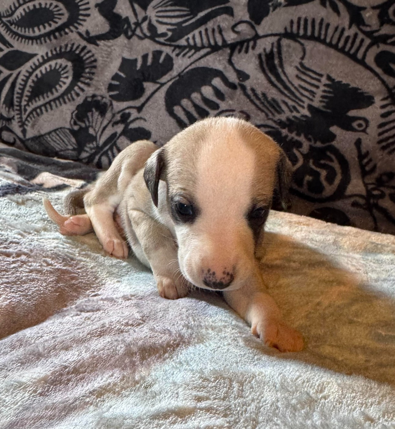 des pierres de jade - Chiots disponibles - Whippet