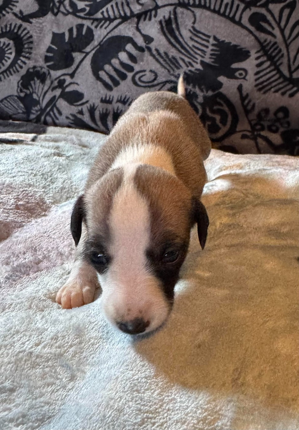 des pierres de jade - Chiots disponibles - Whippet