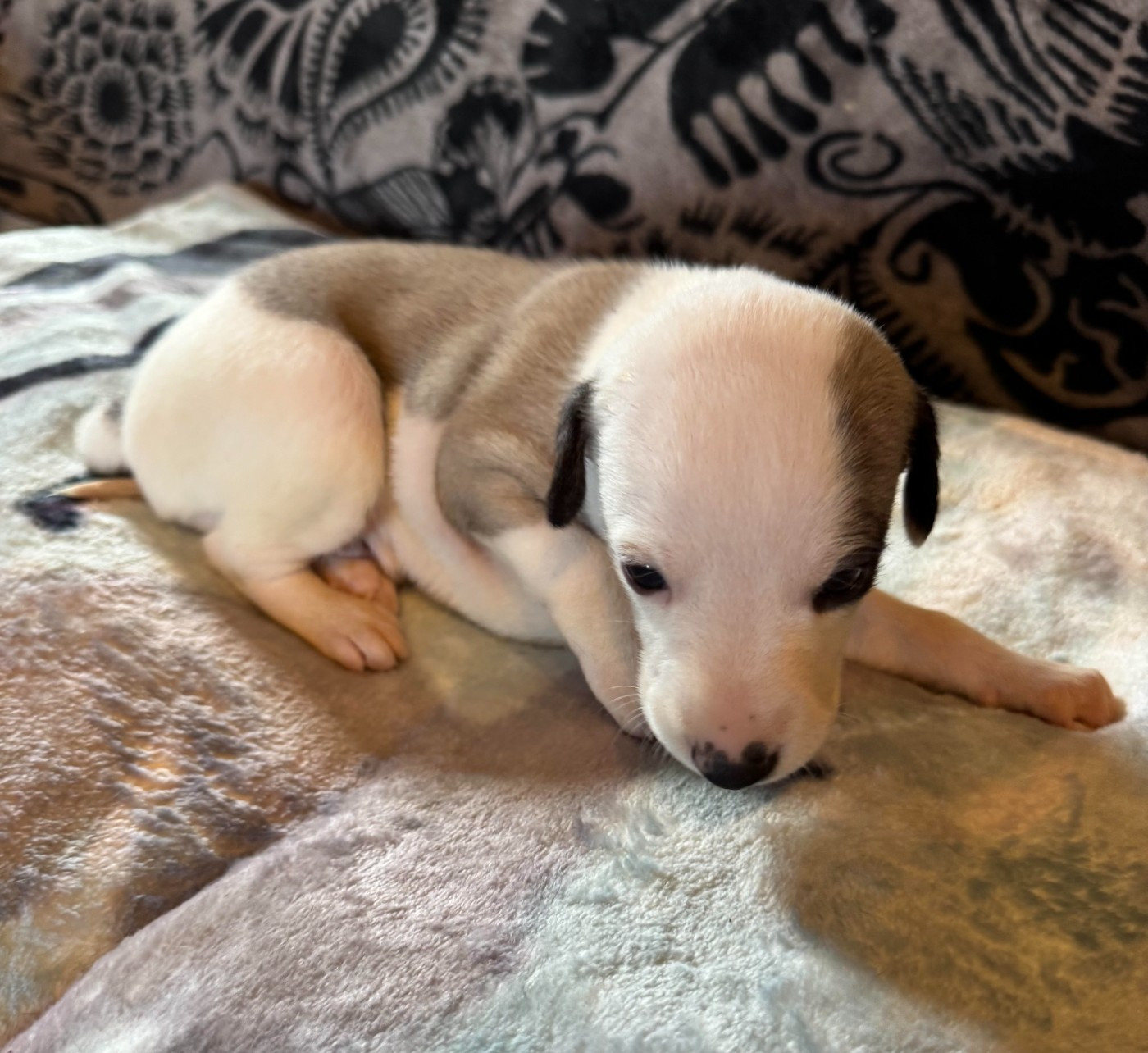 des pierres de jade - Chiots disponibles - Whippet