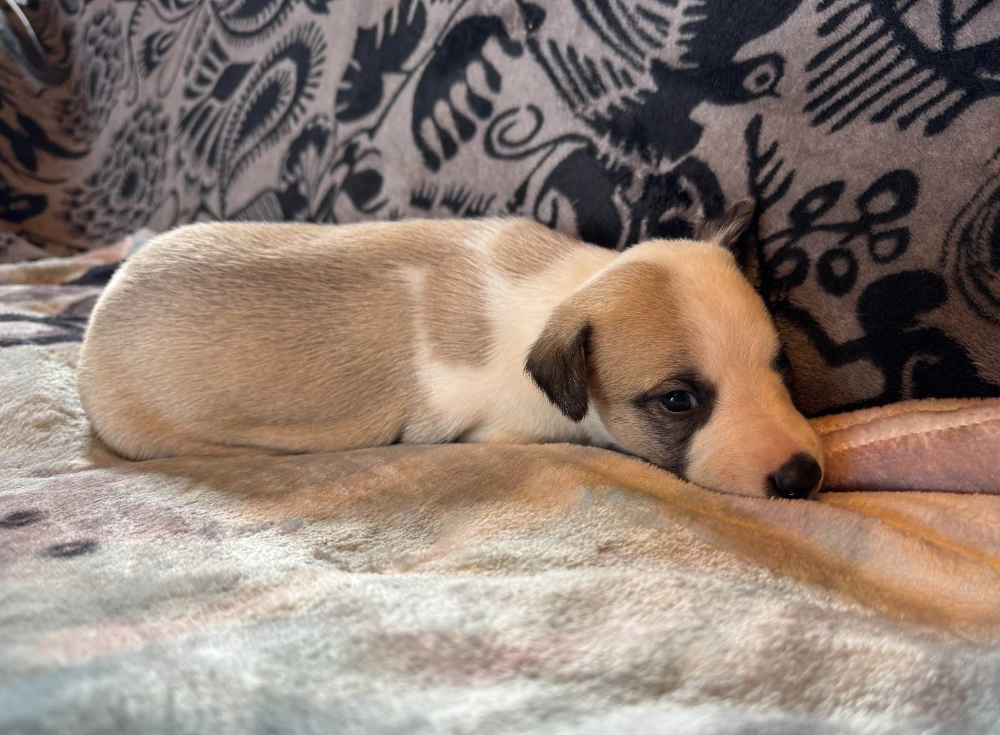 des pierres de jade - Chiots disponibles - Whippet