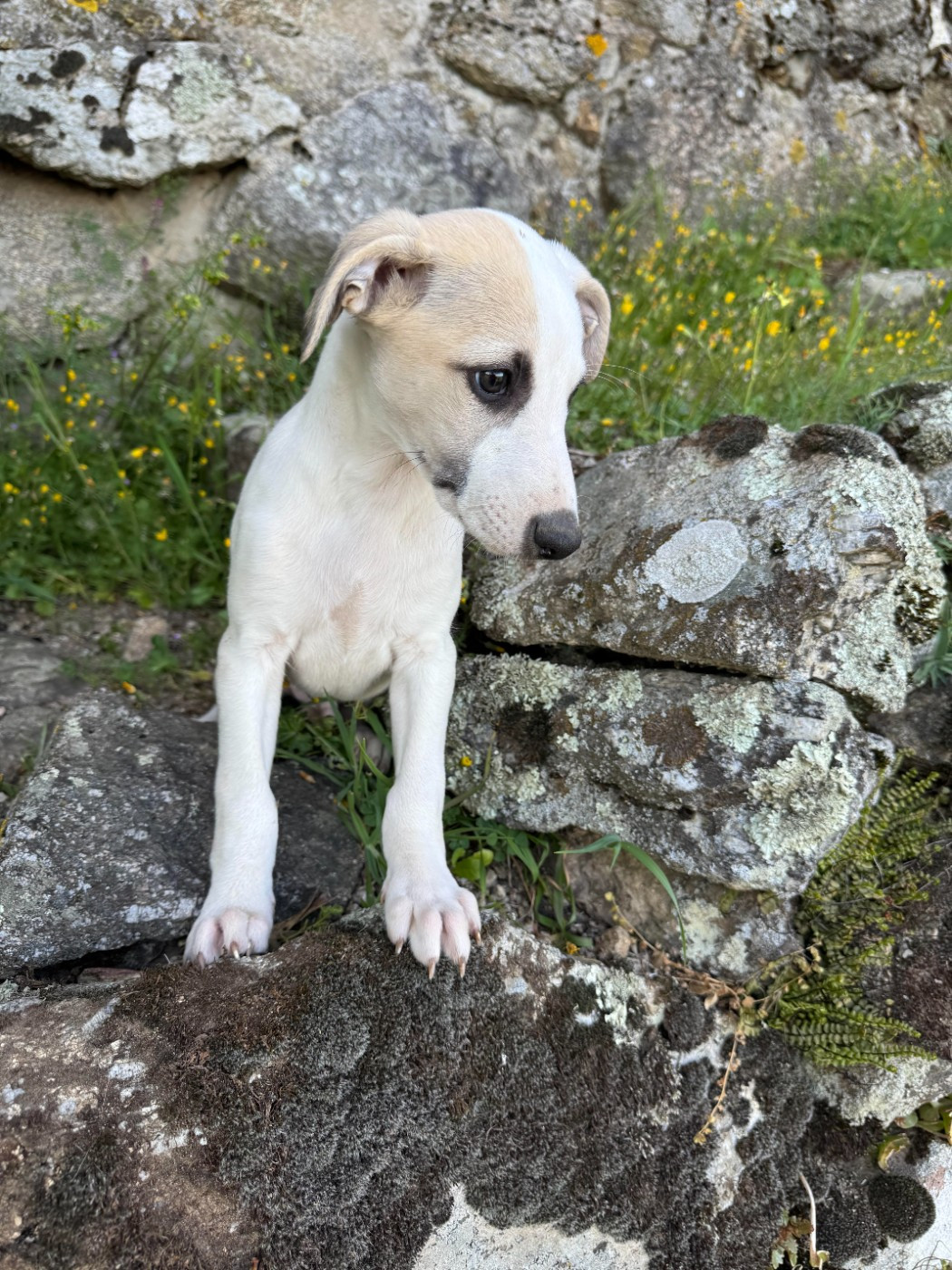des pierres de jade - Chiots disponibles - Whippet