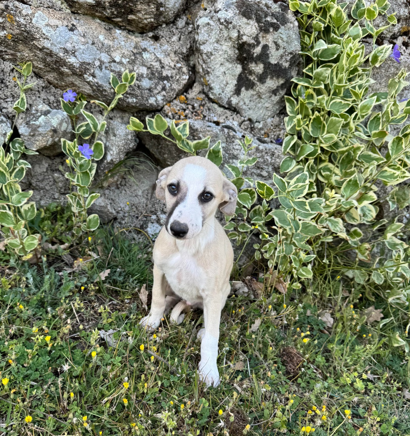 des pierres de jade - Chiots disponibles - Whippet