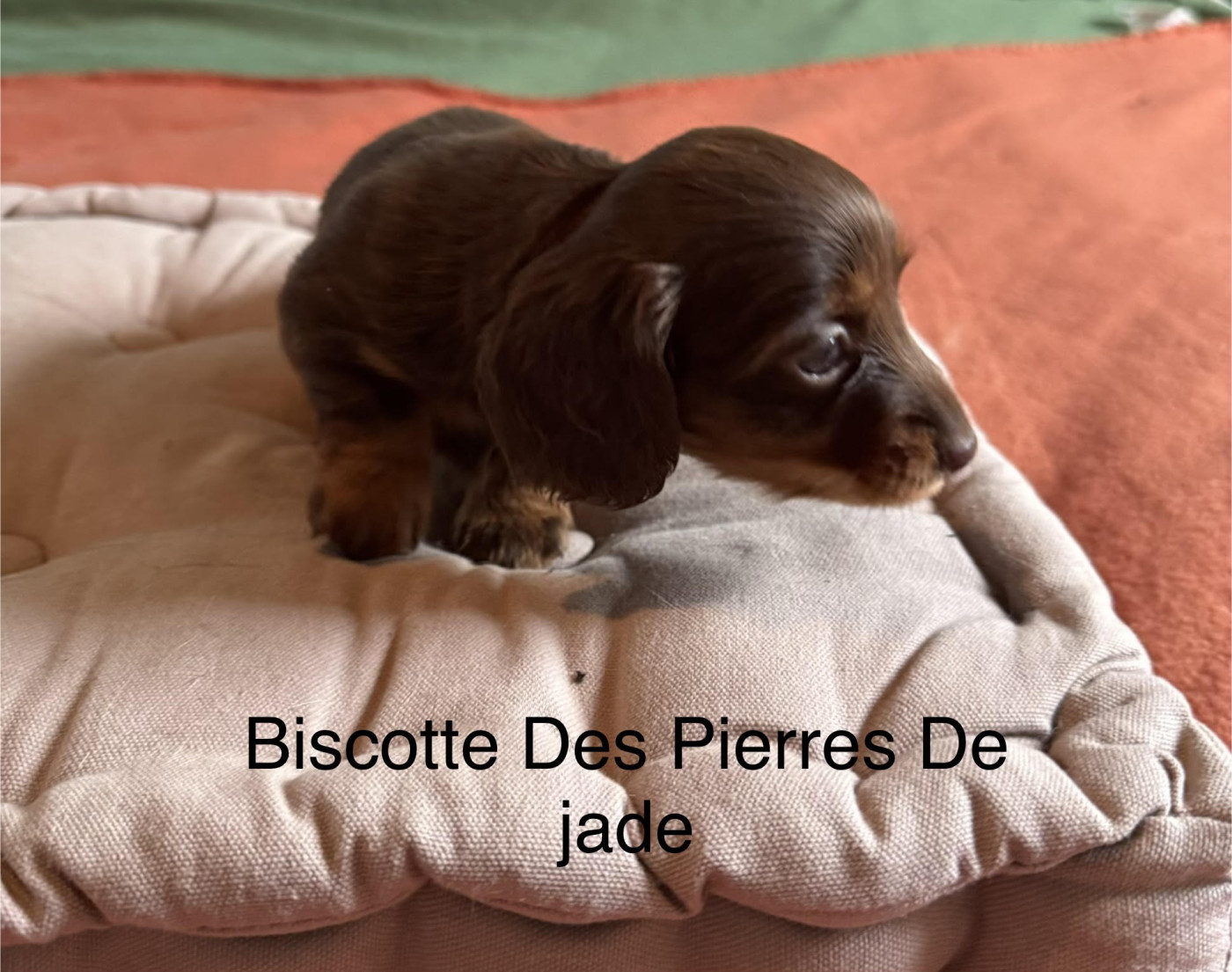 des pierres de jade - Chiots disponibles - Teckel poil long