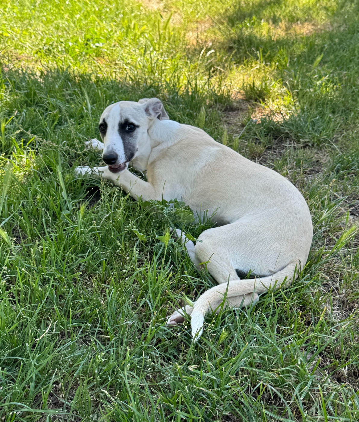 des pierres de jade - Chiots disponibles - Whippet