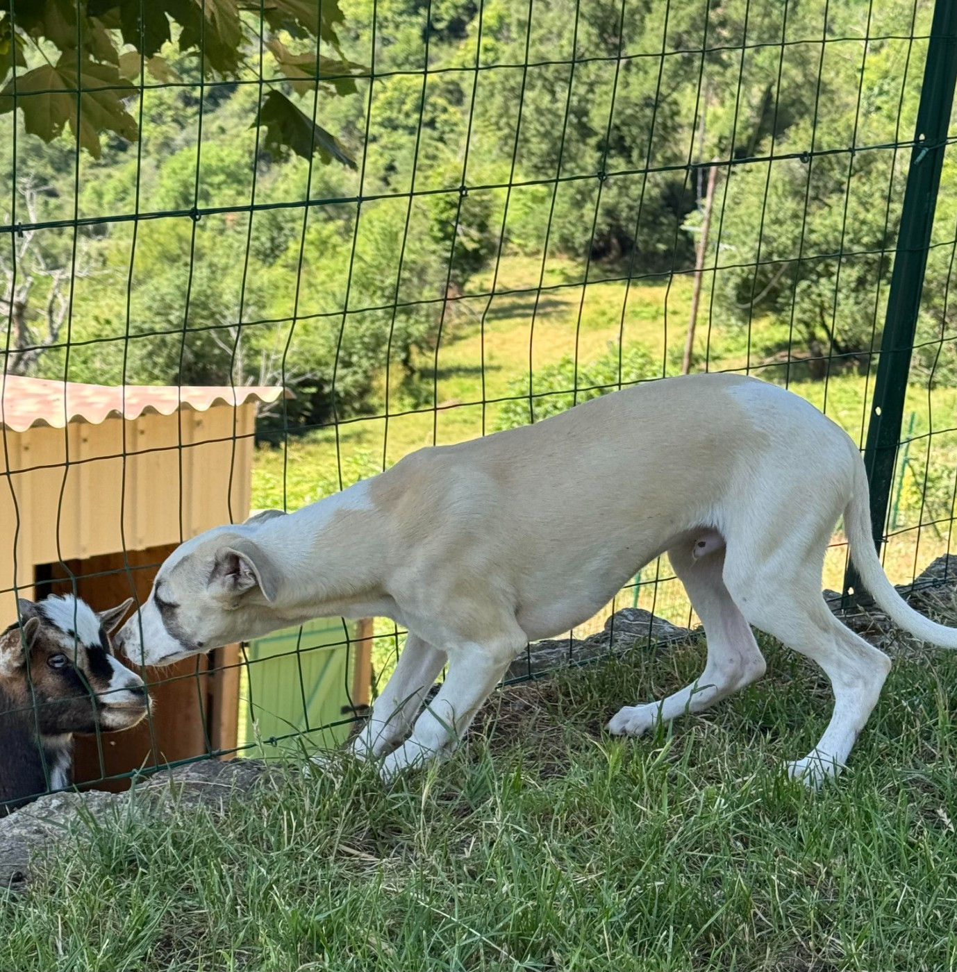 des pierres de jade - Chiots disponibles - Whippet