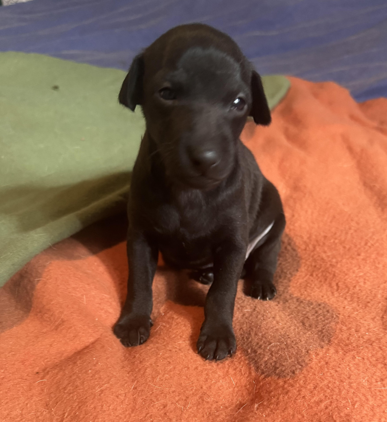 des pierres de jade - Chiots disponibles - Petit Levrier Italien