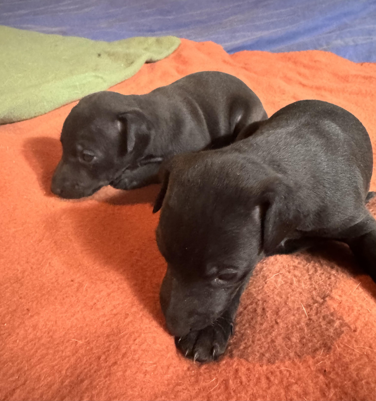 des pierres de jade - Chiots disponibles - Petit Levrier Italien