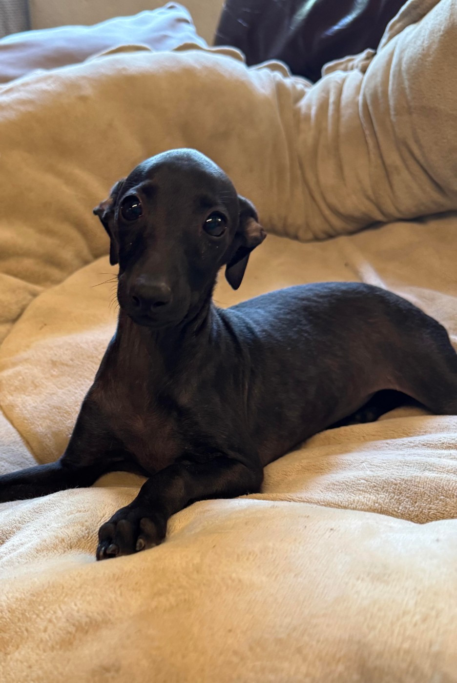 des pierres de jade - Chiots disponibles - Petit Levrier Italien
