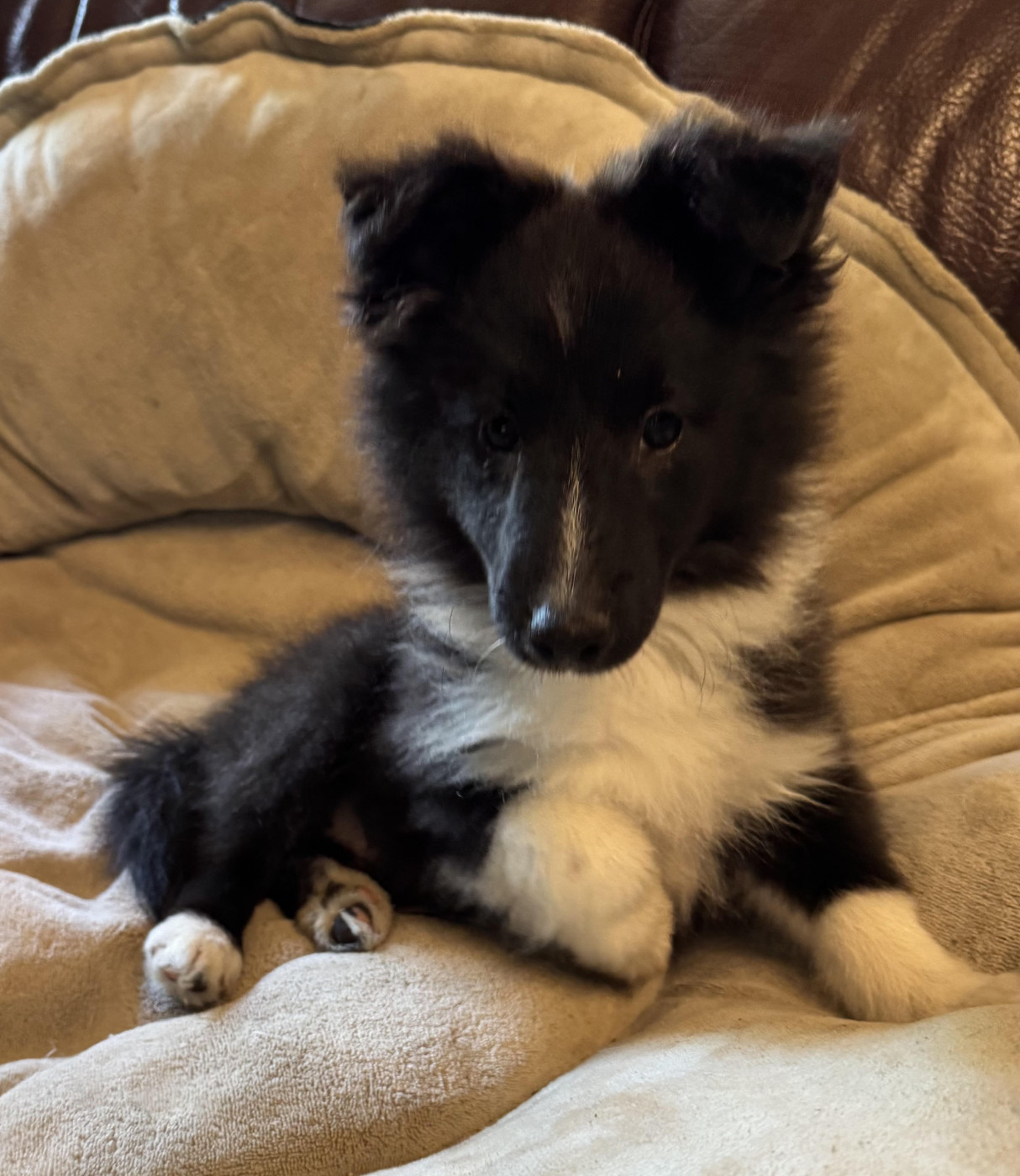 des pierres de jade - Chiots disponibles - Shetland Sheepdog