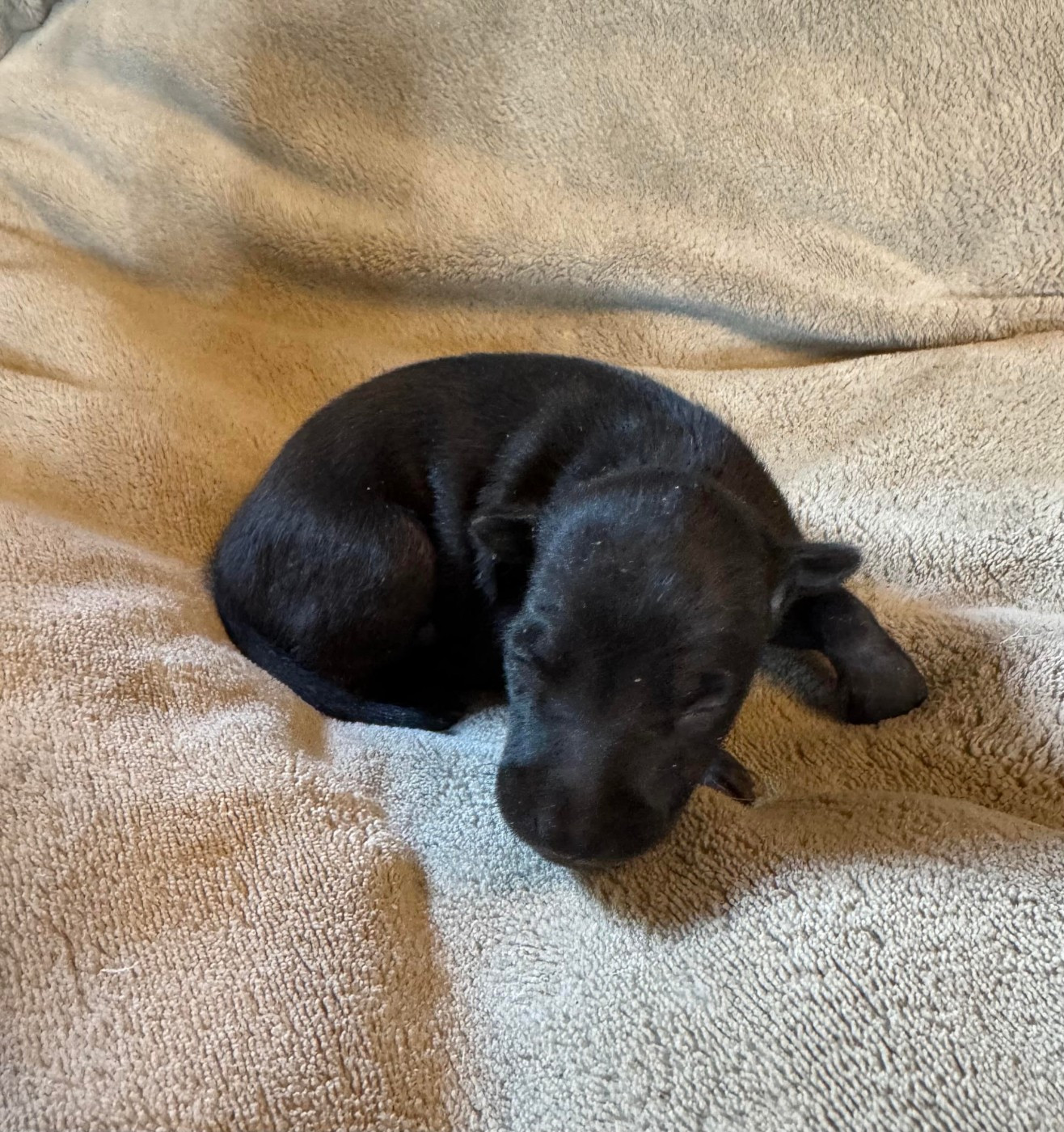 des pierres de jade - Chiots disponibles - Petit Levrier Italien