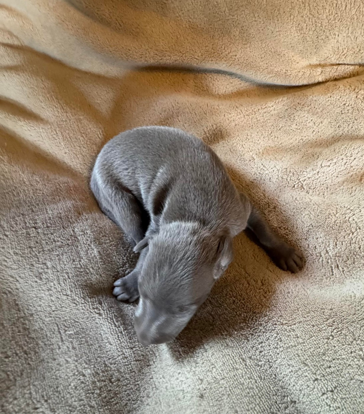 des pierres de jade - Chiots disponibles - Petit Levrier Italien