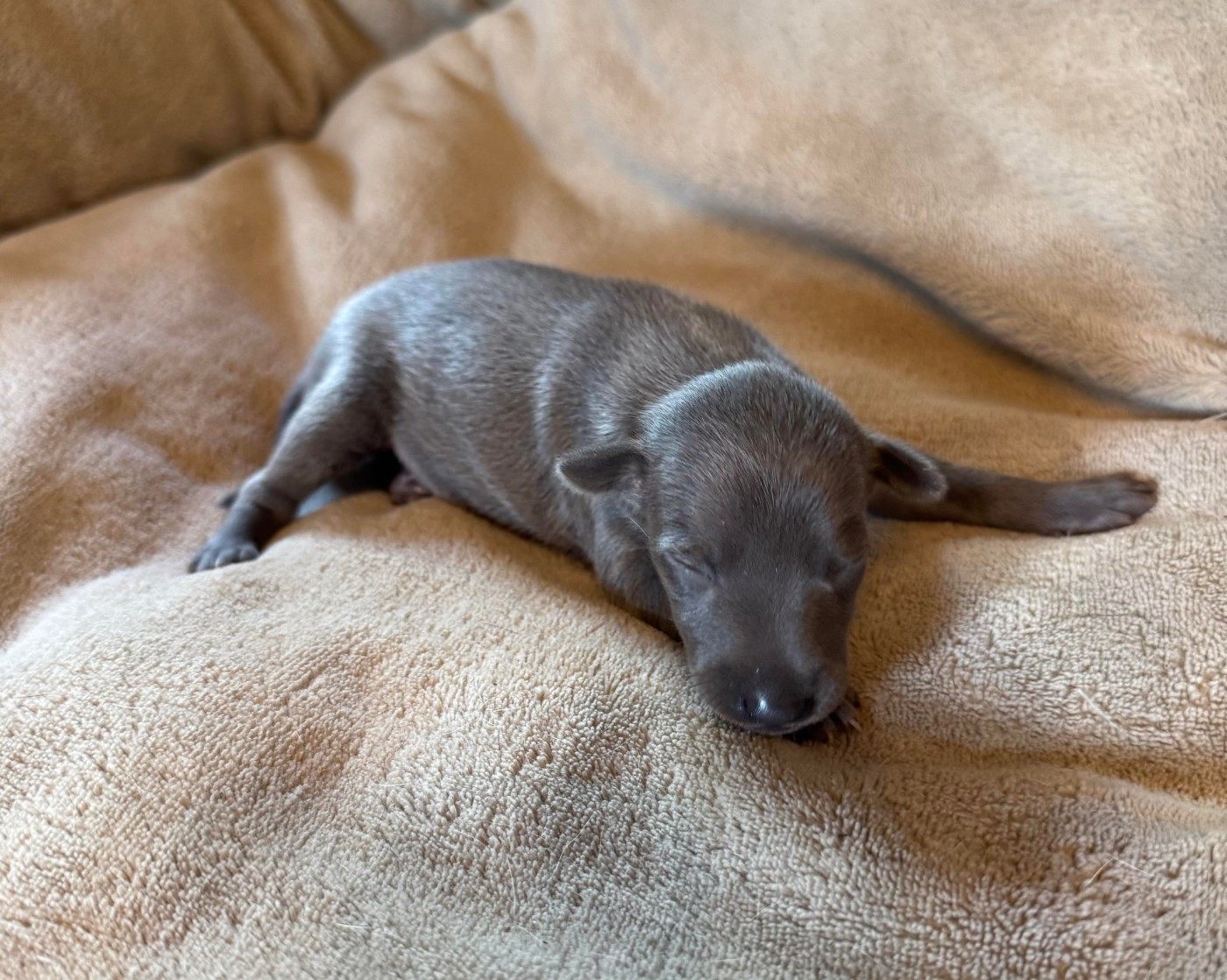 des pierres de jade - Chiots disponibles - Petit Levrier Italien