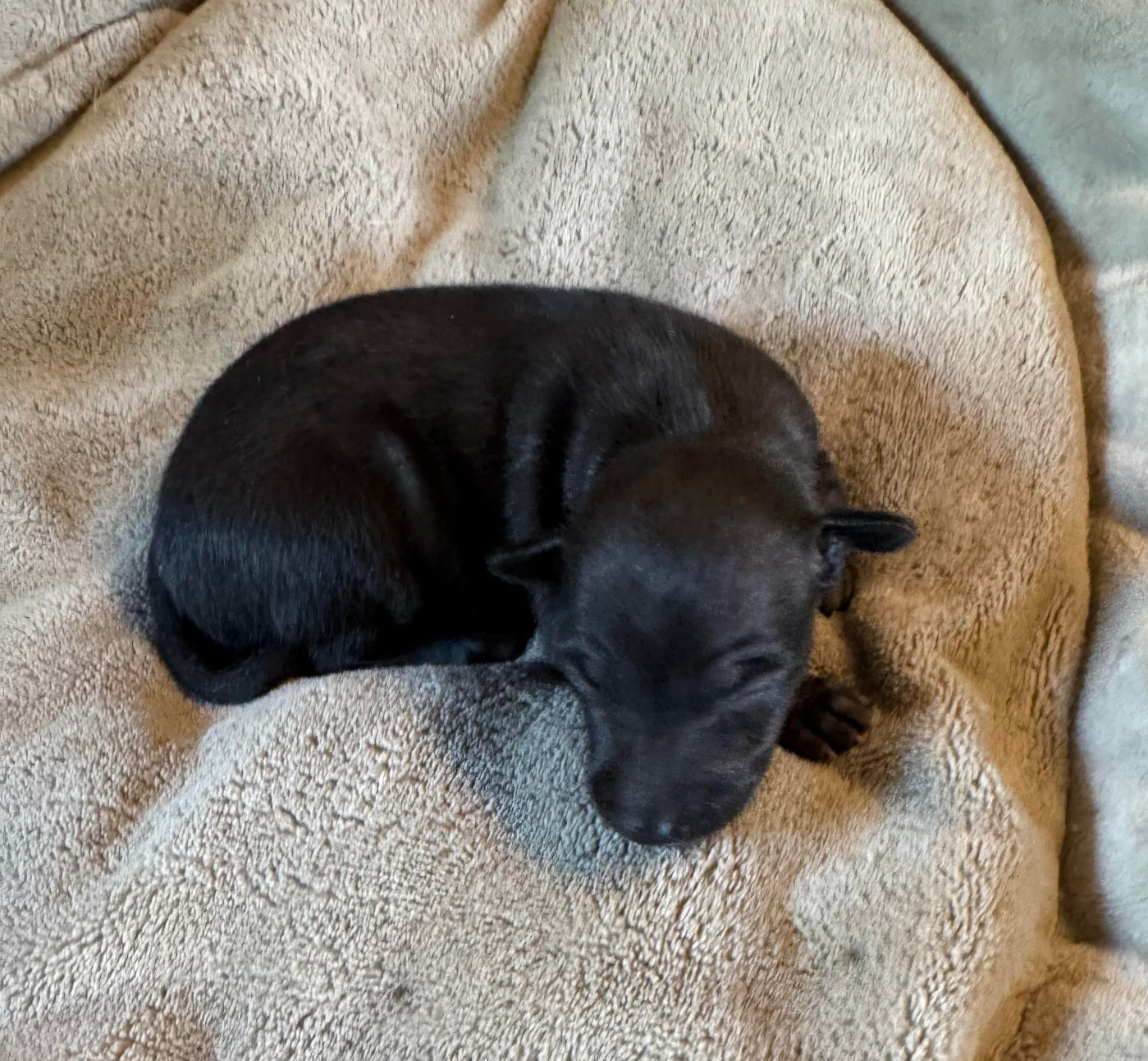 des pierres de jade - Chiots disponibles - Petit Levrier Italien