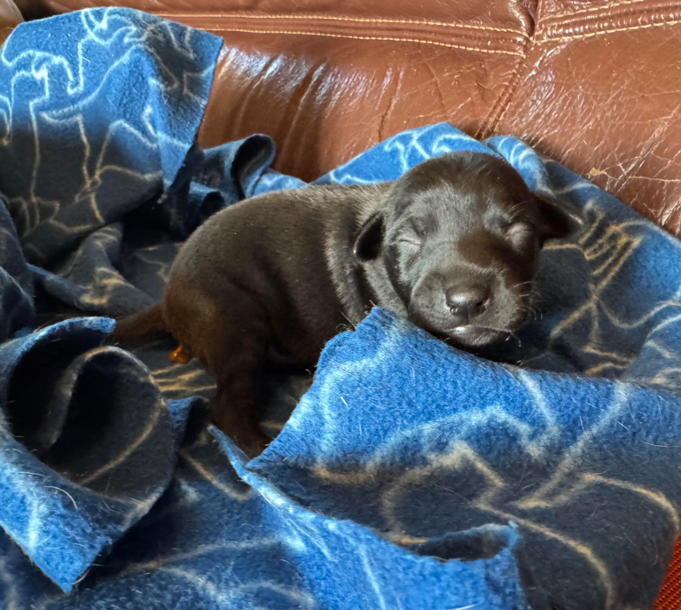 des pierres de jade - Chiots disponibles - Petit Levrier Italien