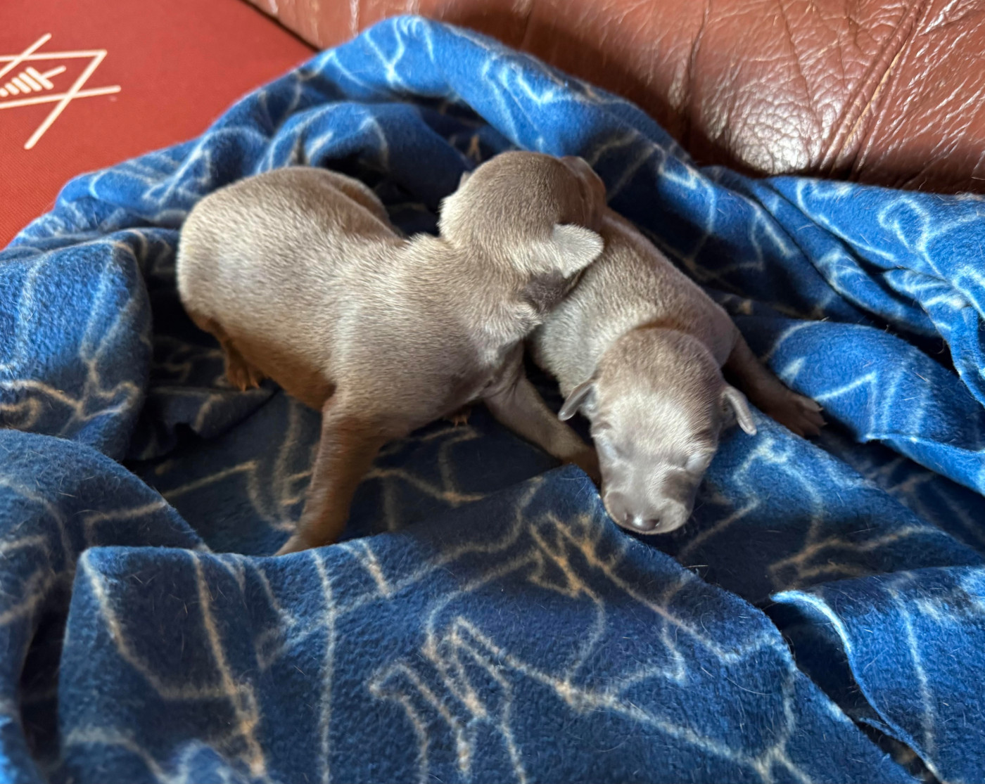 des pierres de jade - Chiots disponibles - Petit Levrier Italien