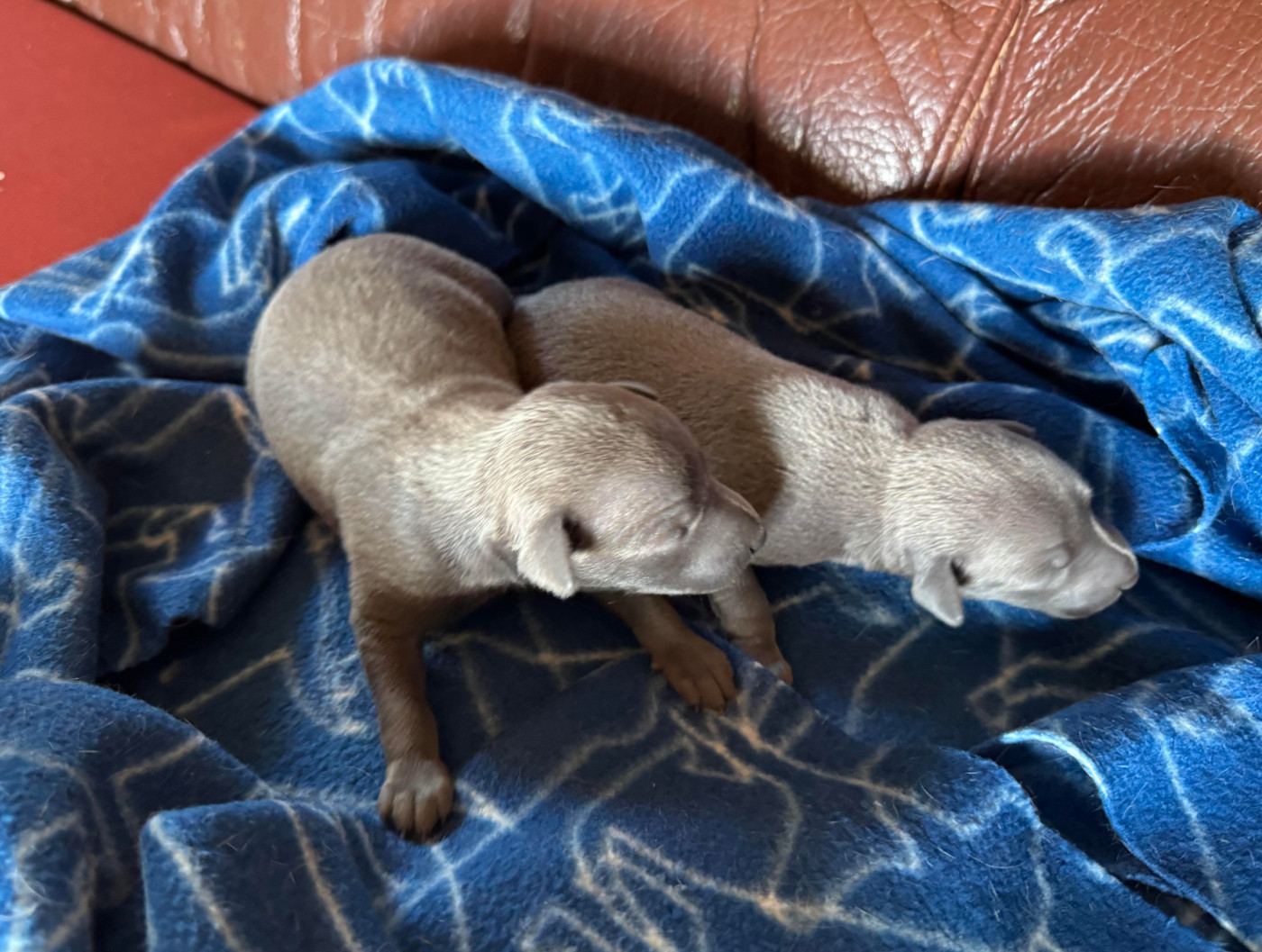des pierres de jade - Chiots disponibles - Petit Levrier Italien