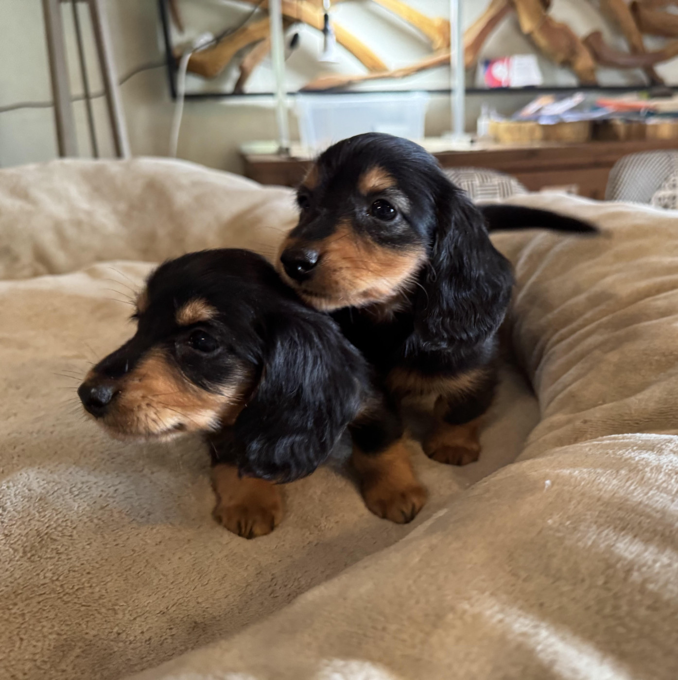 des pierres de jade - Chiots disponibles - Teckel poil long