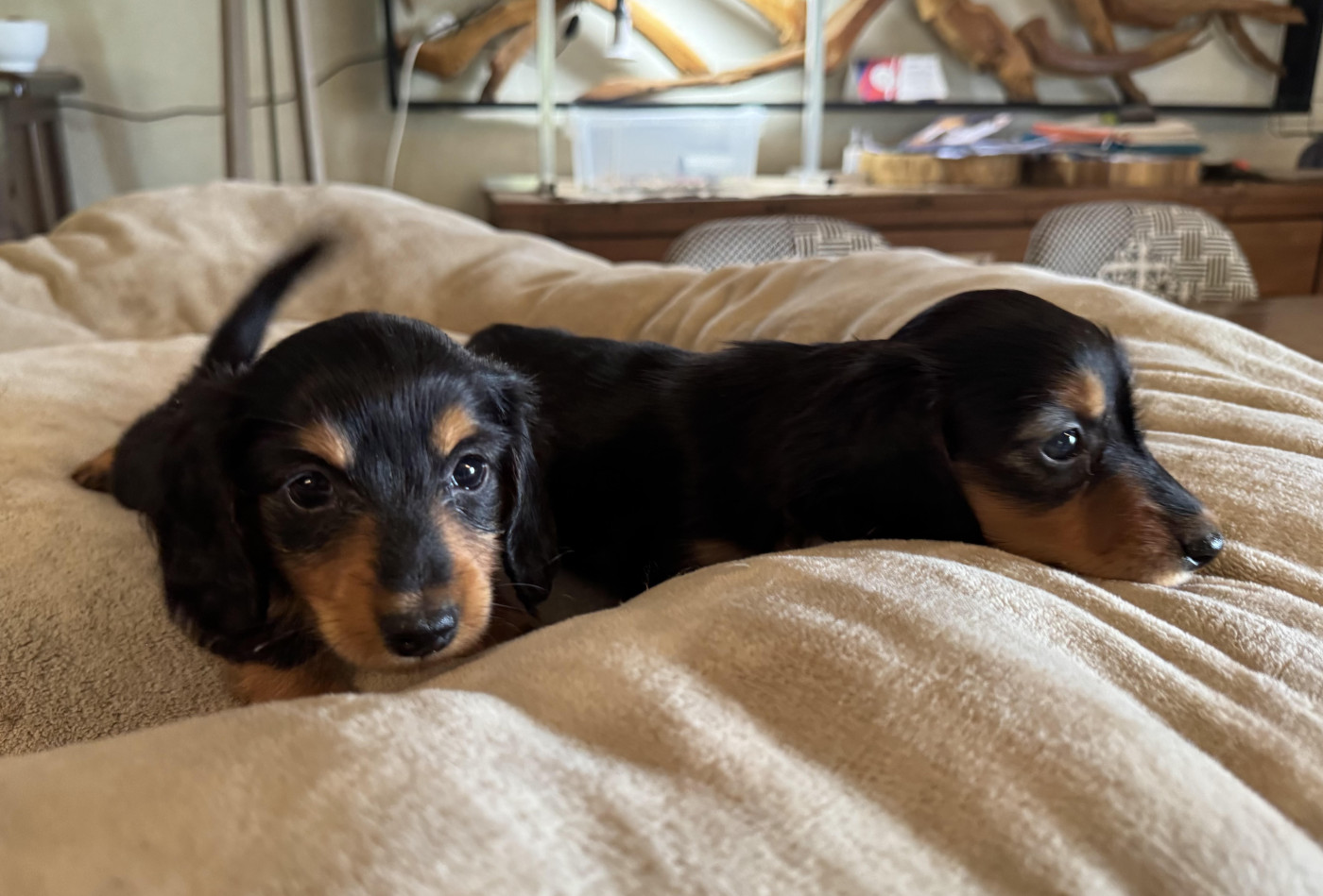 des pierres de jade - Chiots disponibles - Teckel poil long